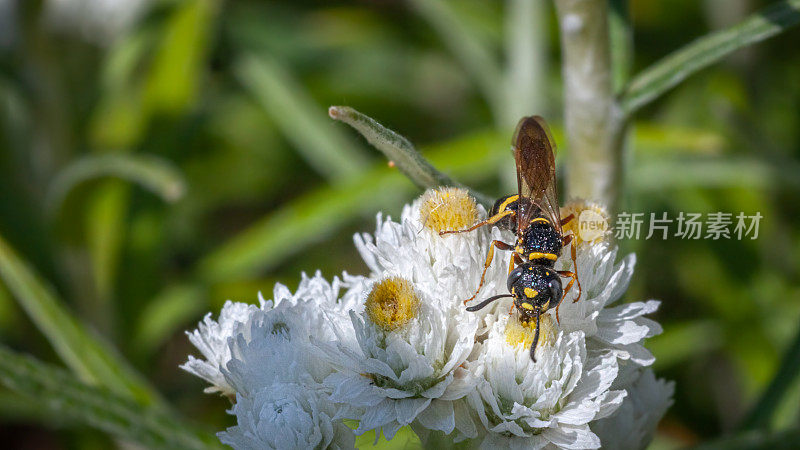 Philanthus gibbosus。蟹蛾科，飞燕科，蜂狼。